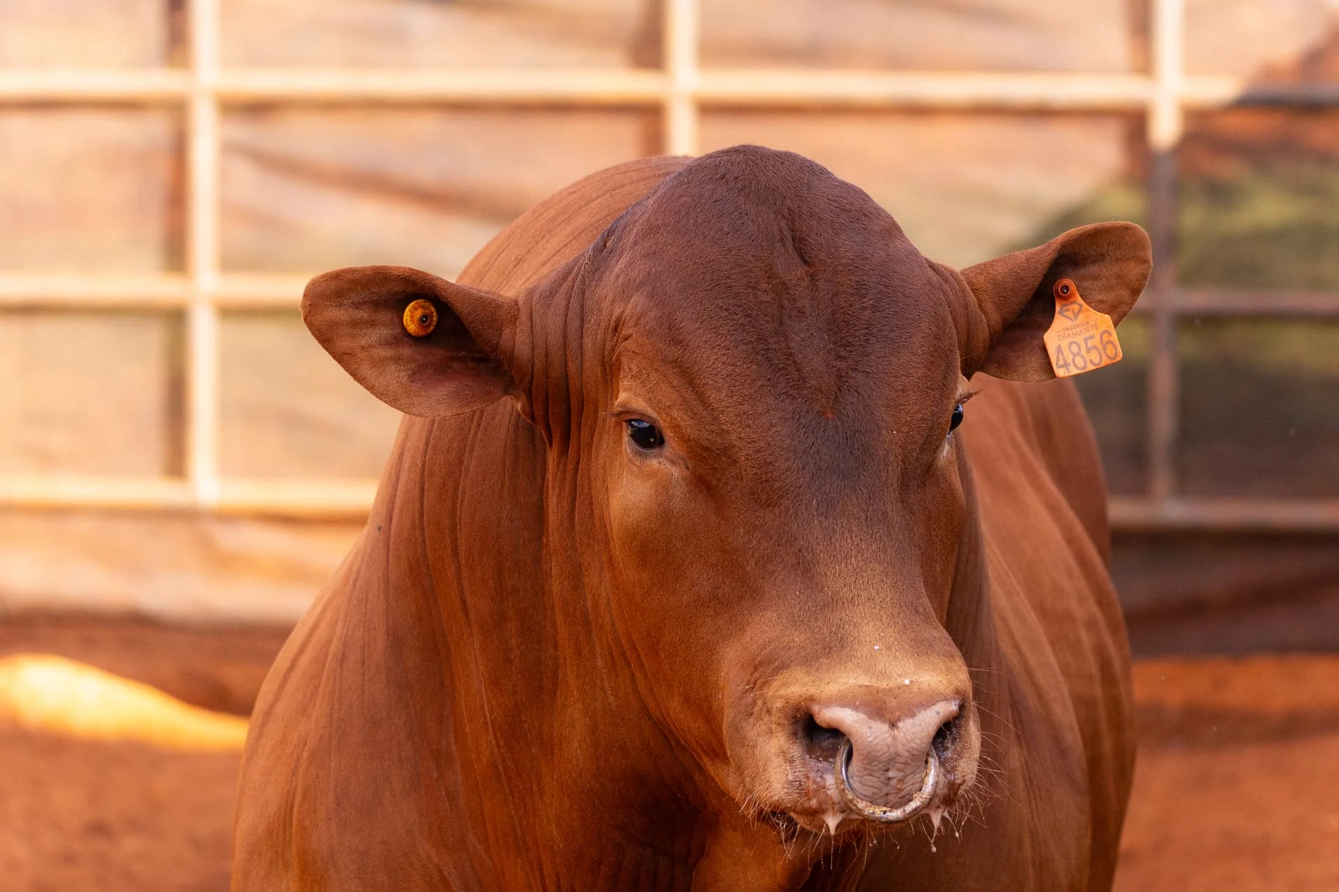 Retrato de um touro Caracu Mocho