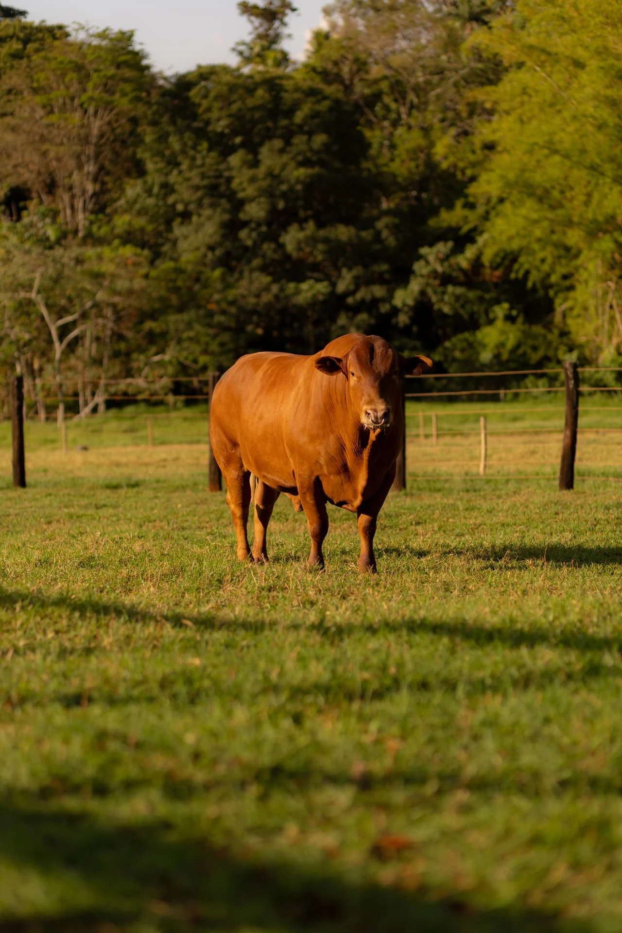 Touro Caracu Mocho de frente em pastagem